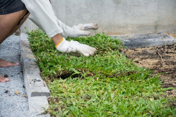 Ground Cover Planting in Stamford