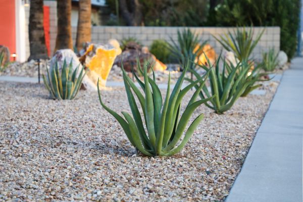 Drought Resistant Landscaping in Stamford