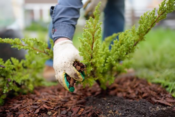 Church Mulching in Stamford