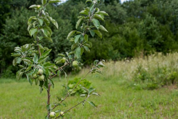 Apple Tree Planting in Stamford