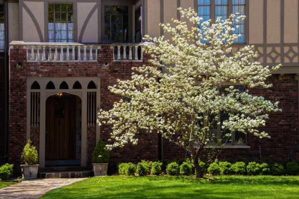 Dogwood Tree Planting in Stamford