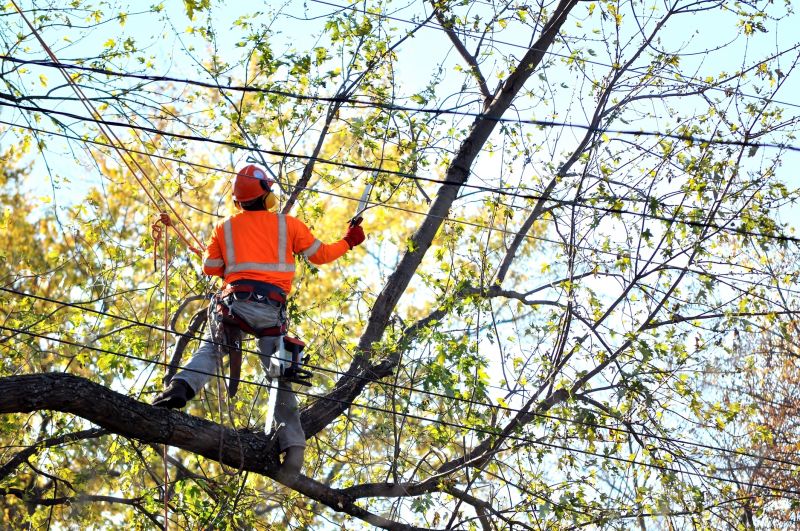 Arborist Pruning