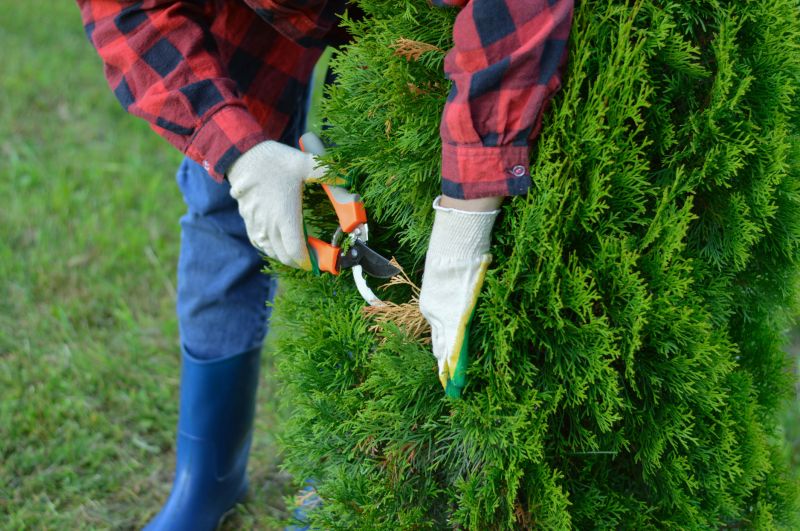 Arborist Spraying