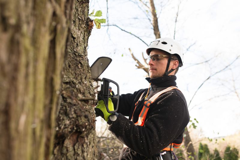 Arborist Tree Service