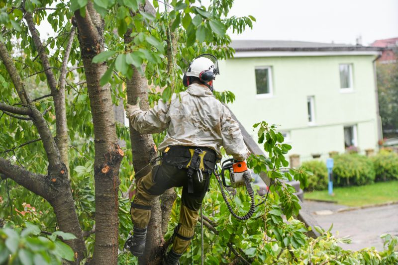Arborist Tree Service