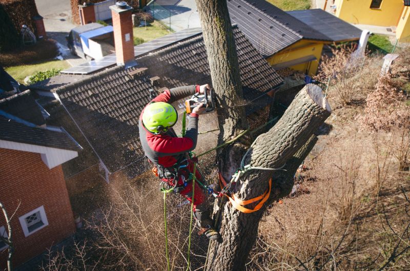 Arborist Tree Service