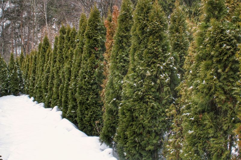 Winter Landscape Designs