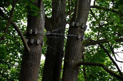 Tree Cabling Service